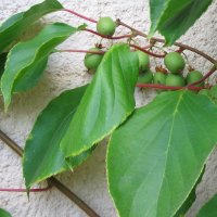 Minikiwi (Actinidia arguta)