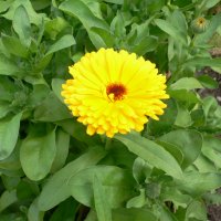 Morgenfrue (Calendula officinalis)