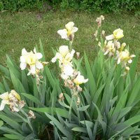 Have-Iris (Iris germanica)