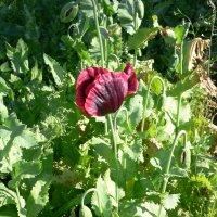 Opiumvalmue (Papaver somniferum)