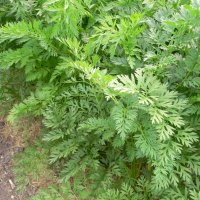 Gulerod (Daucus carota)
