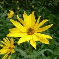 Solhat (lille) (Rudbeckia speciosa)