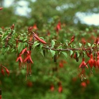 Hkfuchsia (Fuchsia magellanica)