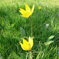 Skovtulipan (Tulipa sylvestris)