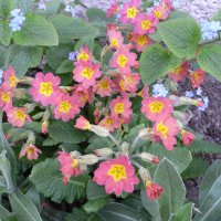 Primula, Kodriver og Aurikel... (Primula)