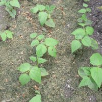 B�nner (Phaeseolus vulgaris)