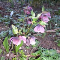 Nyserod, Julerose, P�skeklokke... (Helleborus)