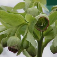 Stinkende Nyserod (Helleborus foetidus)