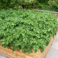 Kartofler (Solanum tuberosum)