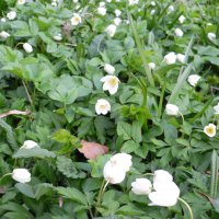 Skovanemone (Anemone nemorosa)