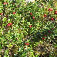 Tyttebr (Vaccinium vitis-idaea)