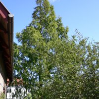 Vandgran (Metasequoia glyptostroboides)