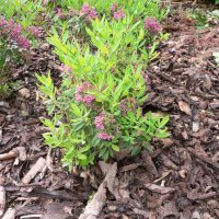 Kalmia (Kalmia latifolia)