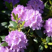 Rododendron (Rhododendron catawbiense)