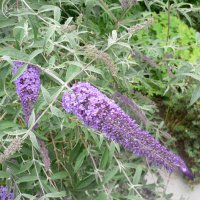Sommerfuglebusk (Buddleia davidii)