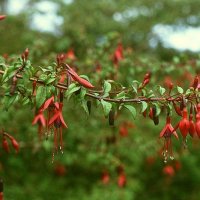 H�kfuchsia (Fuchsia magellanica)