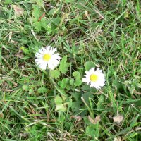 Tusindfryd (Bellis perennis)
