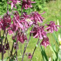 Akeleje (Aquilegia coerulea hybrida)