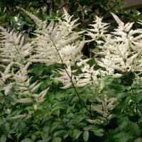 Astilbe (Astilbe)