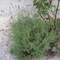 Lavendel (Lavendula angustifolia)