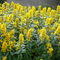 Prikbladet Fredl�s (Lysimachia punctata)