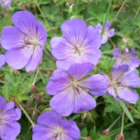 Storken�b (Geranium)