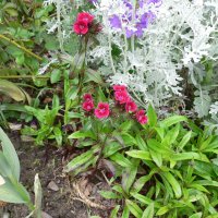 Studenternellike (Dianthus barbatus)