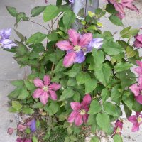 Klematis (Clematis)