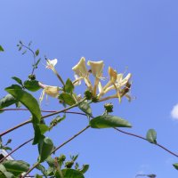 Kaprifolie (Lonicera)