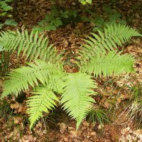 Mangelv (Dryopteris)