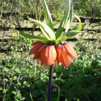 Kejserkrone (Fritillaria imperialis)
