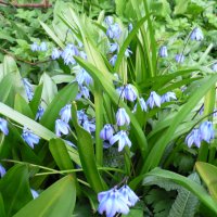 Skilla (Scilla sibirica)