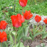 Tulipan (Tulipa)