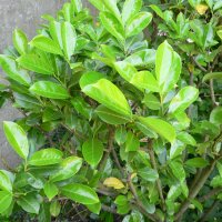 Laurb�rkirseb�r (Prunus laurocerasus)