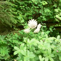 Stjerneskrm (Astrantia major)