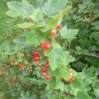 Ribs (Ribes rubrum)