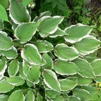 Funkie (Hosta ventricosa)