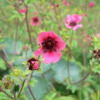 Indisk Potentil (Potentilla nepalensis)