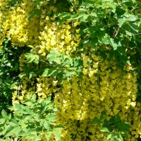 Almindelig Guldregn (Laburnum anagyroides)