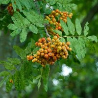 Almindelig R�n (Sorbus aucuparia)