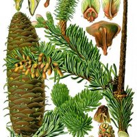 Almindelig �delgran (Abies alba)