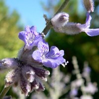 Perovskia (Perovskia atriplicifolia)