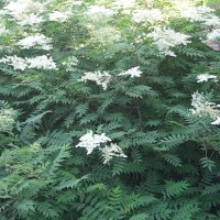 Tusindtop (Sorbaria sorbifolia)