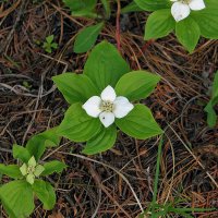 Kanadisk H�nseb�r (Cornus canadensis)