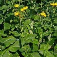 Lgealant (Inula helenium)