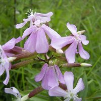 Sbeurt (Saponaria officinalis)