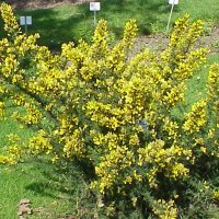 Tornblad (Ulex europaeus)