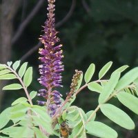 S�rkrone (Amorpha fruticosa)