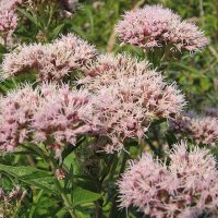 Hamphjrtetrst (Eupatorium cannabinum)