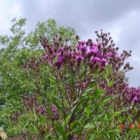 Vernonia (Vernonia crinita)